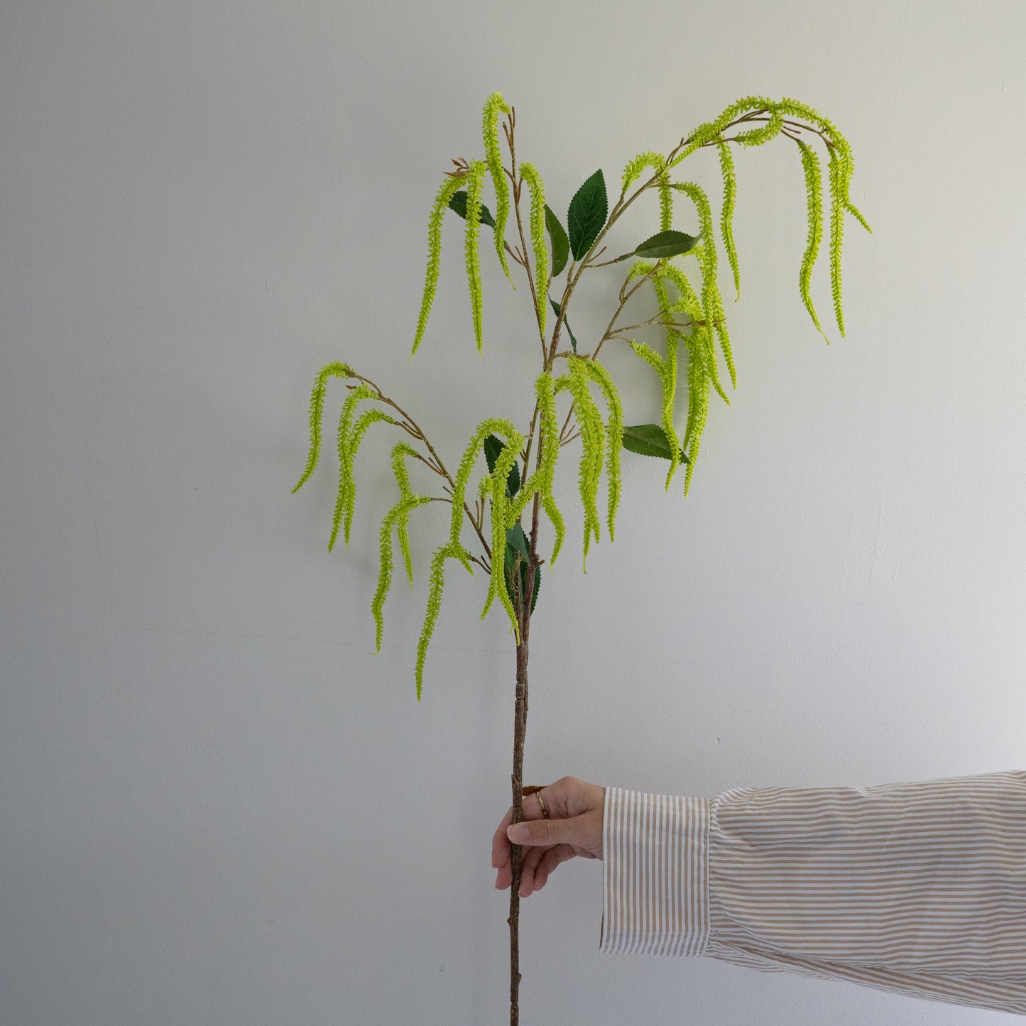 Amaranthus tak
