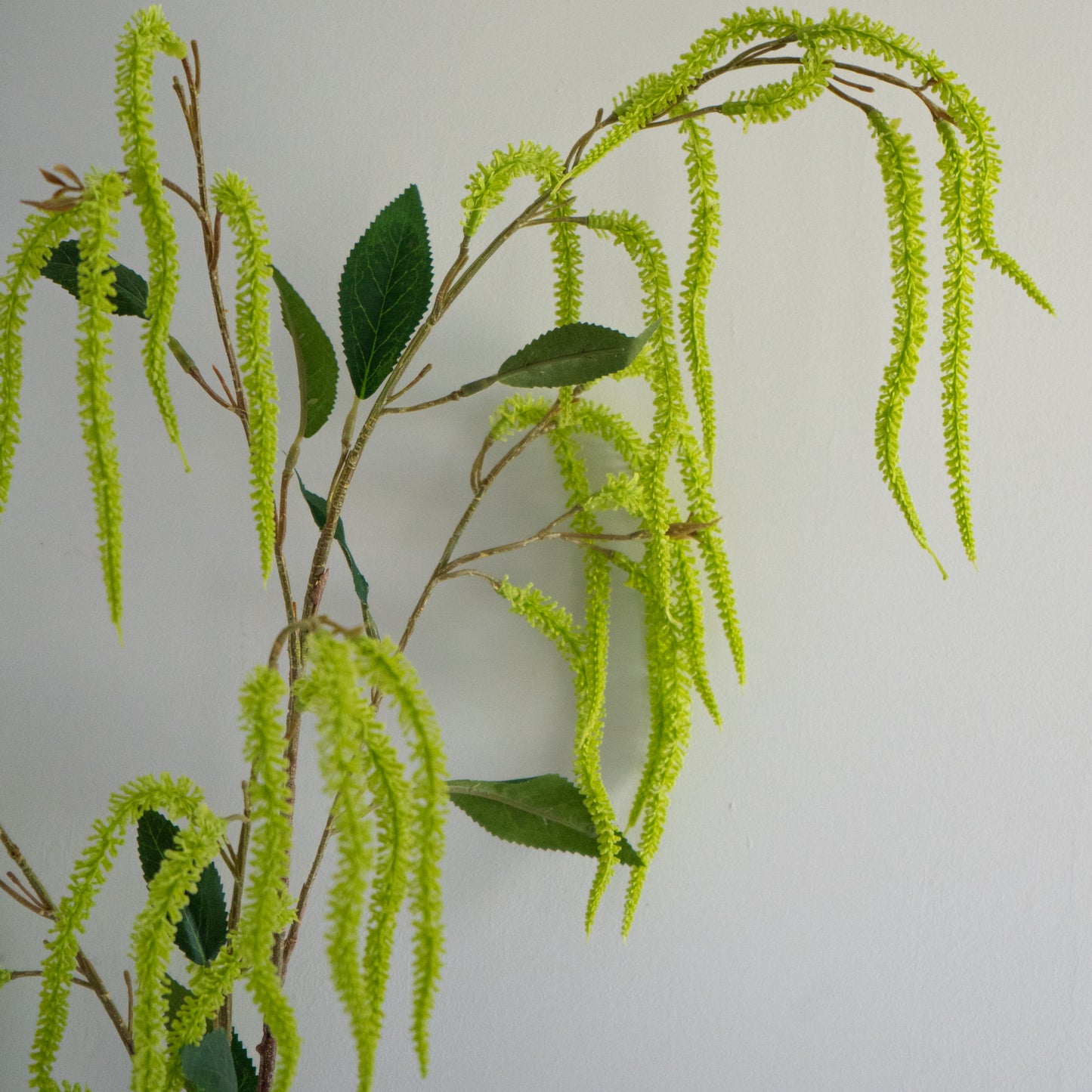 Amaranthus tak