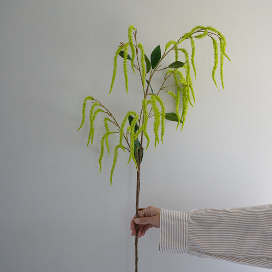 Amaranthus tak